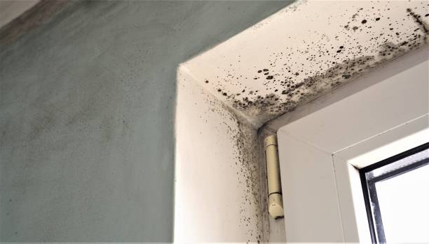 Best Mold Odor Removal Services  in Victoria, MN