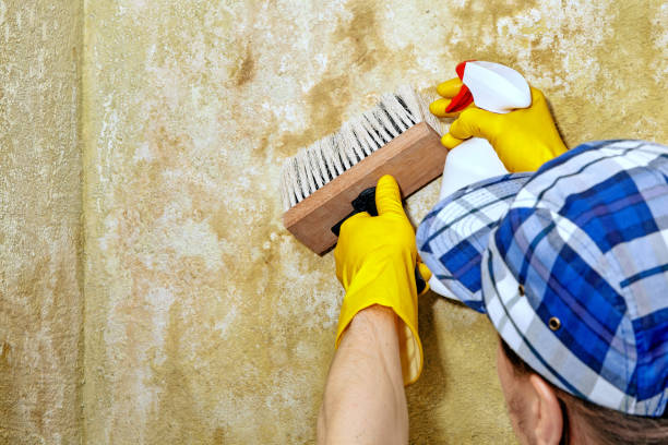 Biohazard Mold Removal in Victoria, MN