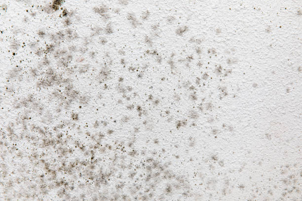 Trusted Victoria, MN Mold Removal Experts